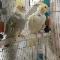 عروس هلندی جفت|پرنده|تهران, وحیدیه|دیوار