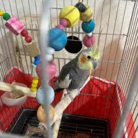 عروس هلندی نر بالغ
