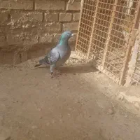 کبوتر پلاکی