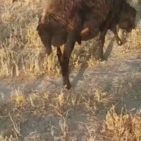 قوچ افشار