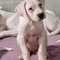 دوگو|سگ|بومهن, |دیوار