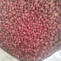 لوبیا قرمز ازنایی