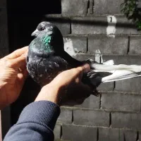 یه نر مگسی|پرنده|دابودشت, |دیوار