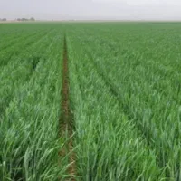 اجاره زمین کشاورزی دیم در بهترین مکان جعفراباد