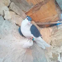 حیون پرشی|پرنده|تربت‌حیدریه, داروپخش|دیوار