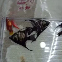 ماهی و بچه ماهی|ماهی|چهاردانگه (تهران), |دیوار