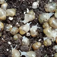 حراج حلزون و خاویار حلزون