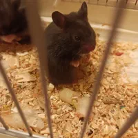 یک جفت همستر سوری