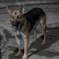 سگ نر ژرمن ورک لاین|سگ|صحنه, |دیوار