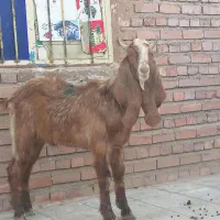 کره پاکستانی اصل اصل|حیوانات مزرعه|کرمان, |دیوار