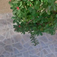 گل زیبا ی مرجان|گل و گیاه طبیعی|سنندج, |دیوار