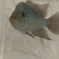 فلاور فول پرل بلو پرل