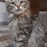 گربه نژادسیبرین