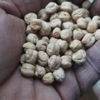 نخودپاییزه گوسکو