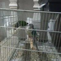 گرینچک معاوضه با سهره نشون دار یا قرص بخون|پرنده|تهران, پردیسان|دیوار