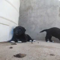 واگذاری توله قدرجونی