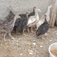 جوجه بوقلمون