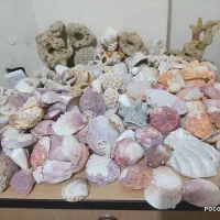 انواع صدف و مرجان در حجم بالا