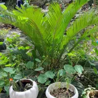 خانه ویلایی|فروش خانه و ویلا|رضوانشهر, |دیوار