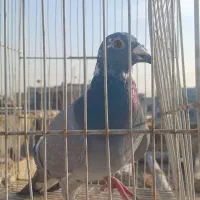 صید شب|پرنده|مشهد, نظام دوست|دیوار