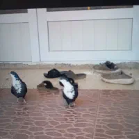 ریشی|پرنده|یزدان شهر, |دیوار