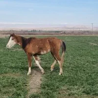 مادیون جوان با کره ۲ساله ماده