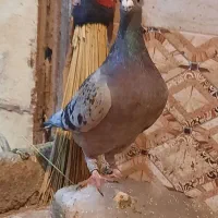 کبوتر نر|پرنده|زابل, |دیوار