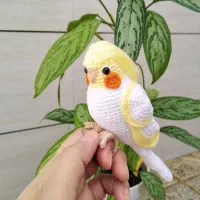 طوطی کوتوله بافتنی|کلکسیون و سرگرمی|نیشابور, هفده شهریور|دیوار