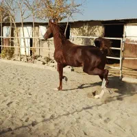 اسب سواری کامل|اسب و تجهیزات اسب‌سواری|اصفهان, بوستان ناژوان|دیوار