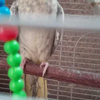 عروس هلندی دستی و سخنگو