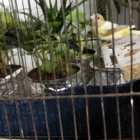 قناری و سهره قناری|پرنده|محمدشهر, سیدآباد|دیوار