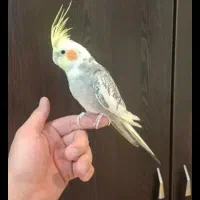 عروس هلندی نر سخنگو معاوضه با مرغ گلین