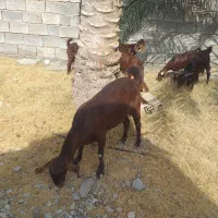 کهره، بز و نریگ