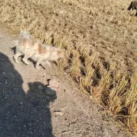 سگ پامر 2 ساله|سگ|مبارکه, |دیوار