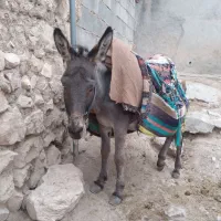 فروش.حیوانات|حیوانات مزرعه|بجنورد, |دیوار