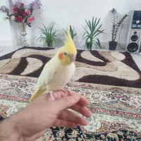 عروس هلندی دستی دستی