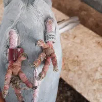 عراقی|پرنده|خرمشهر, |دیوار