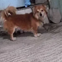 سگ اشپیتز جنسیت نر|سگ|کرمان, |دیوار