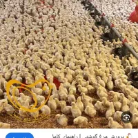 کارگر مرغداری