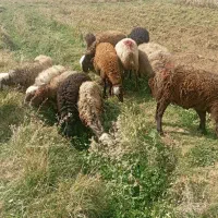 میش داشتی|حیوانات مزرعه|خاوه, |دیوار