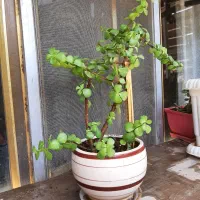 خرفه کاکتوس