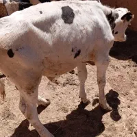 گوساله نر درجه یک