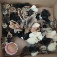 جوجه محلی اصل|حیوانات مزرعه|کازرون, |دیوار