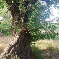 محمود آباد کله دشت باغ ویلا