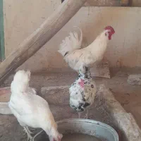 خروس