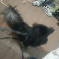 سگ نژاد دار