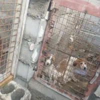 توله سگ نگهبان