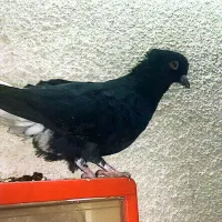 کفتر زیل دم سفید|پرنده|محمدیه-قزوین, |دیوار