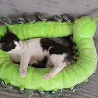 گربه ماده تاکسیدو