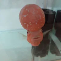 فلاور هورن تایلندی